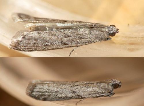 Ephestia kuehniella